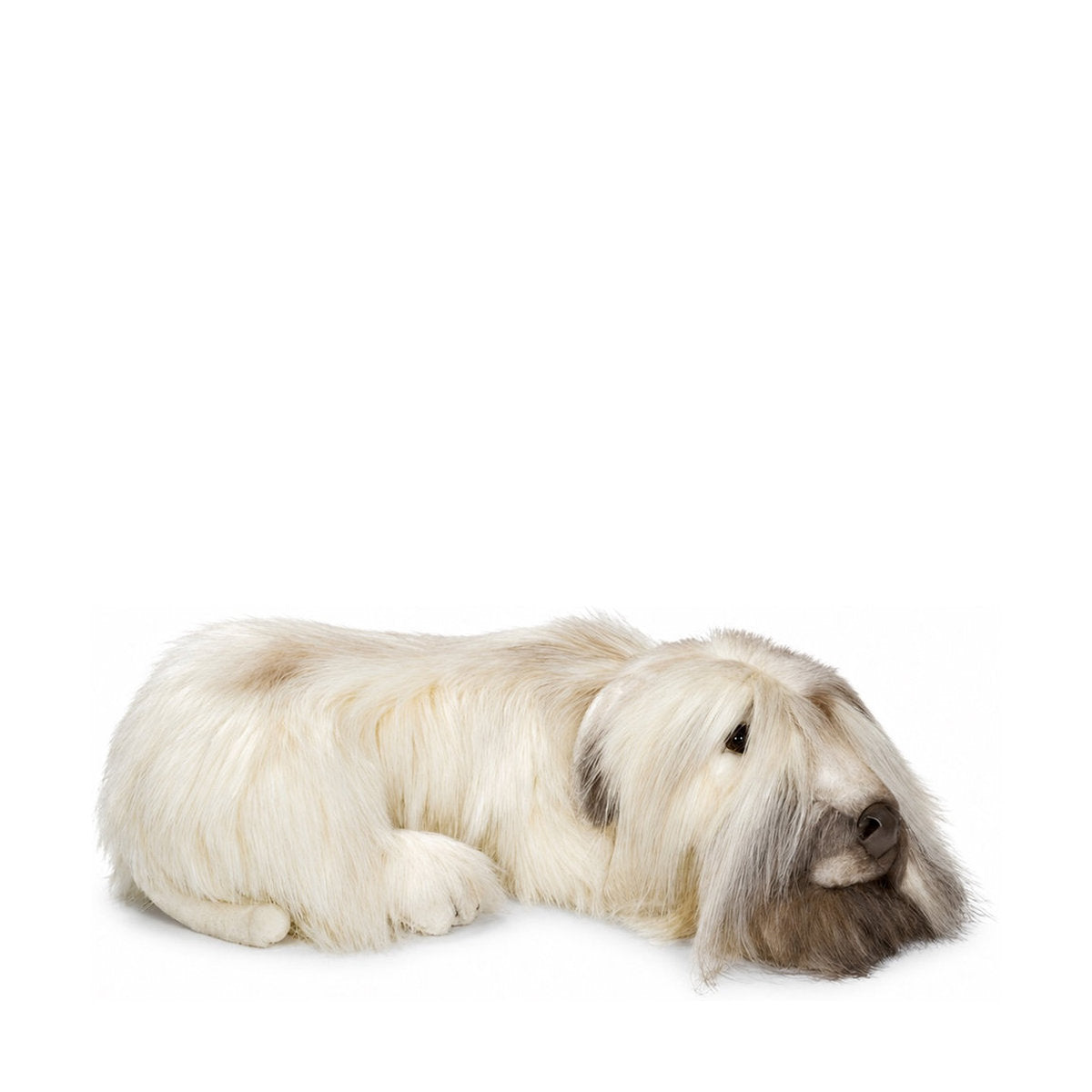 Piutrè Wheaten terrier