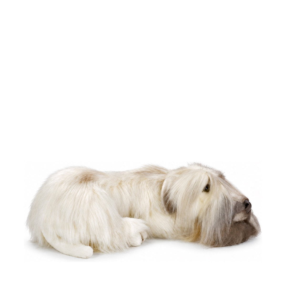 Piutrè Wheaten terrier