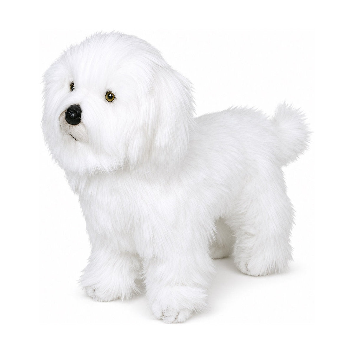 Piutrè Coton de tulear