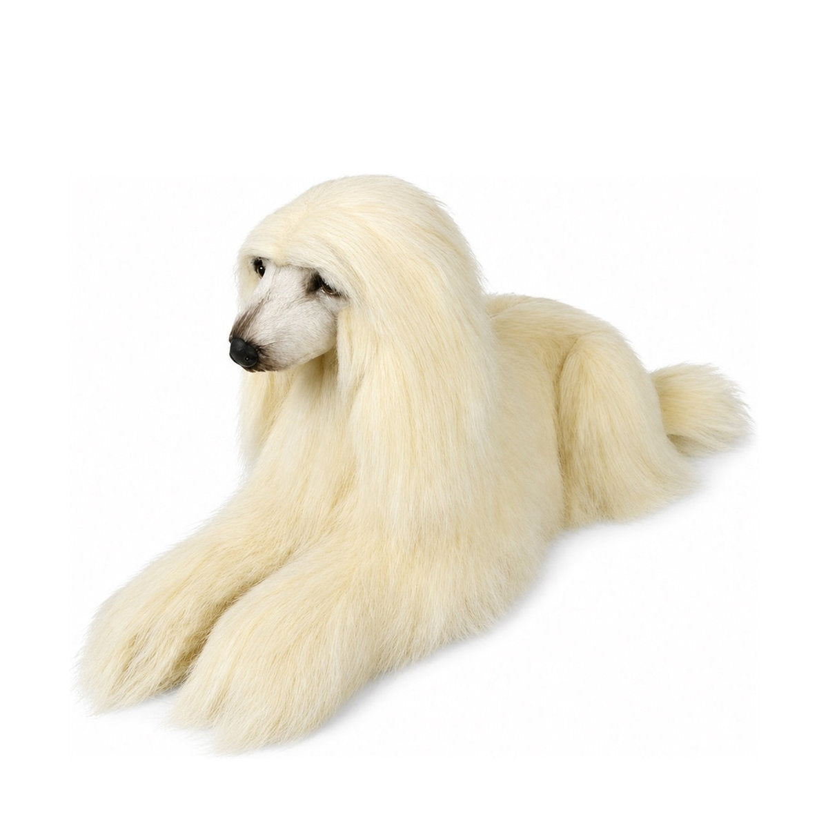 Piutrè Afghanhund