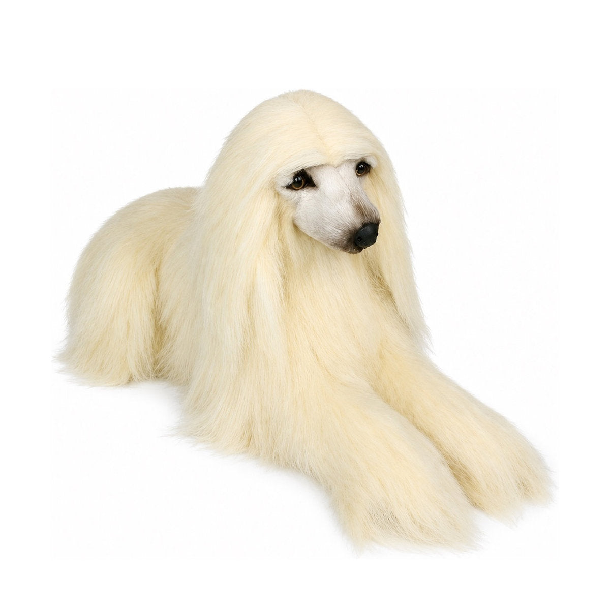 Piutrè Afghanhund
