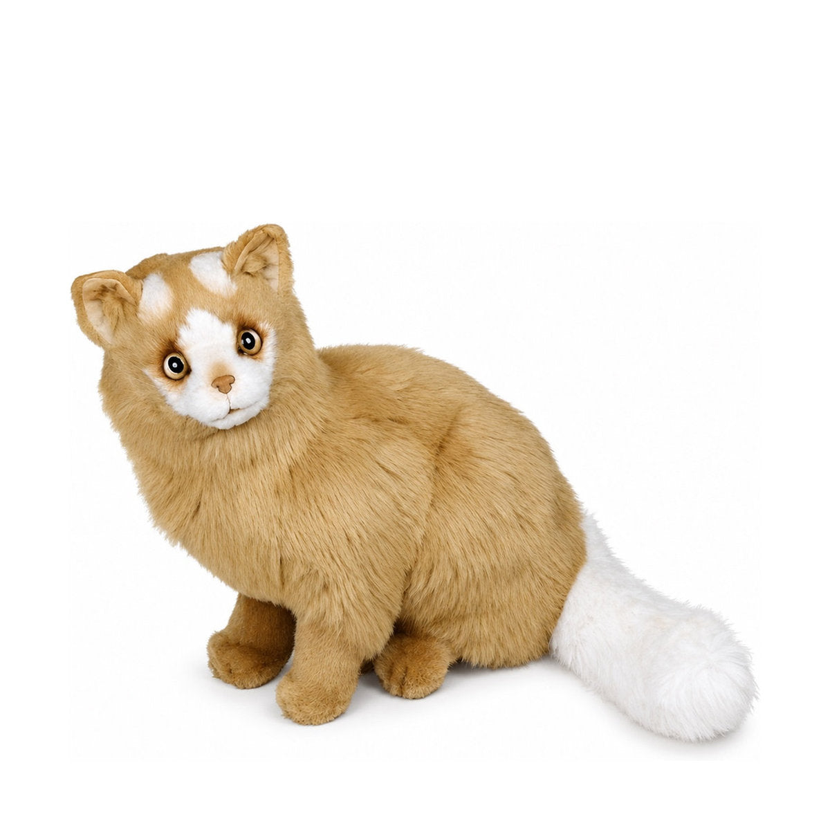 Piutrè Turkisk van-katt röd och vit