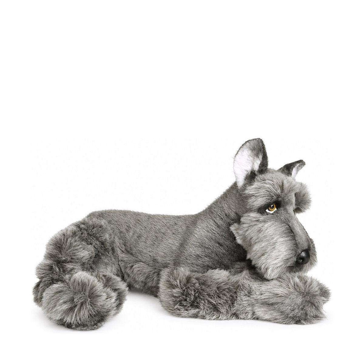 Piutrè Schnauzer