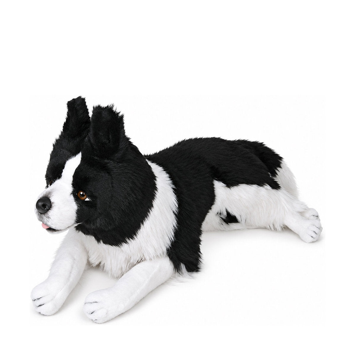 Piutrè Border collie