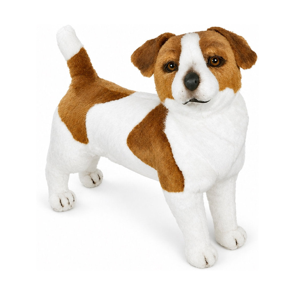 Piutrè Jack russell terrier