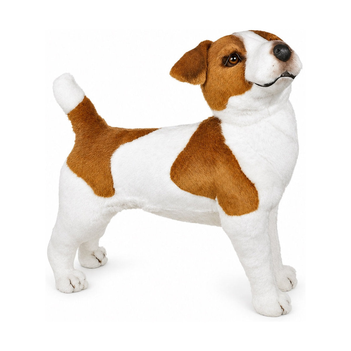 Piutrè Jack russell terrier