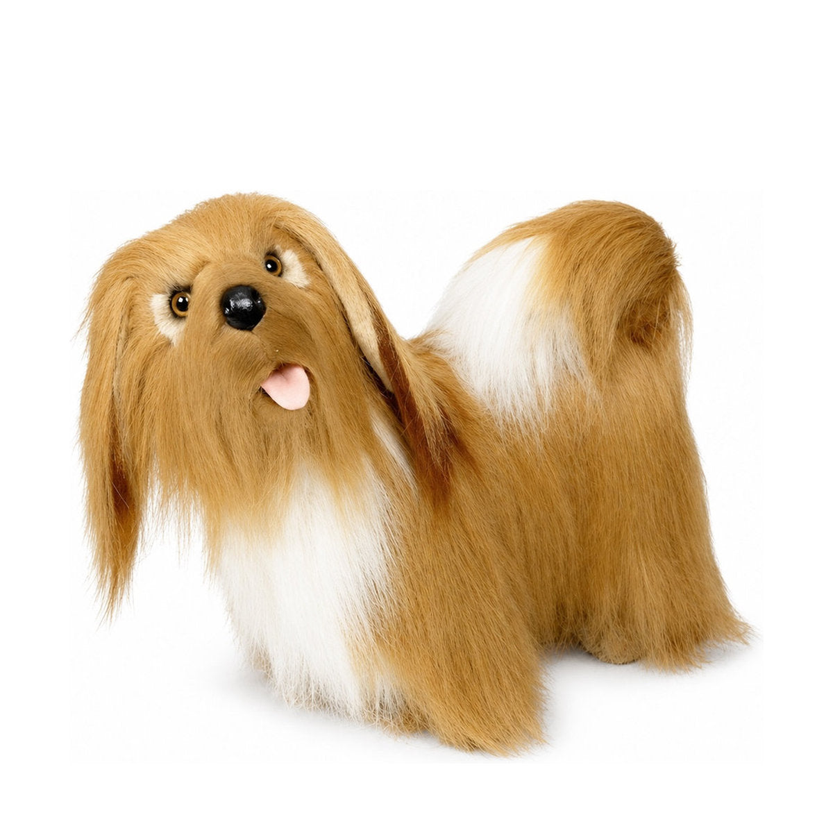 Piutrè Lhasa apso