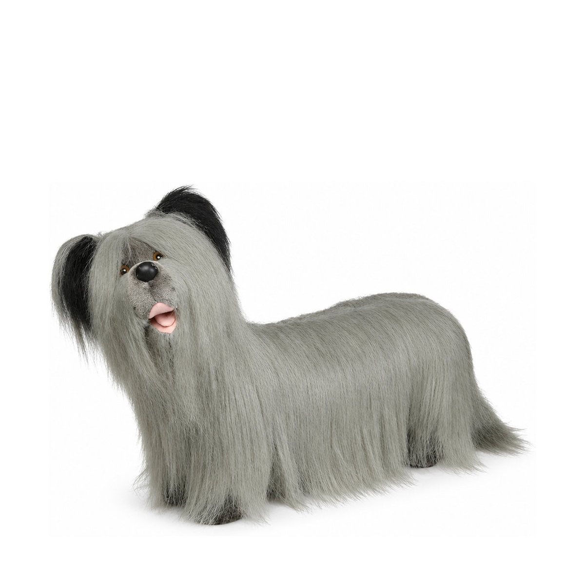 Piutrè Skyeterrier