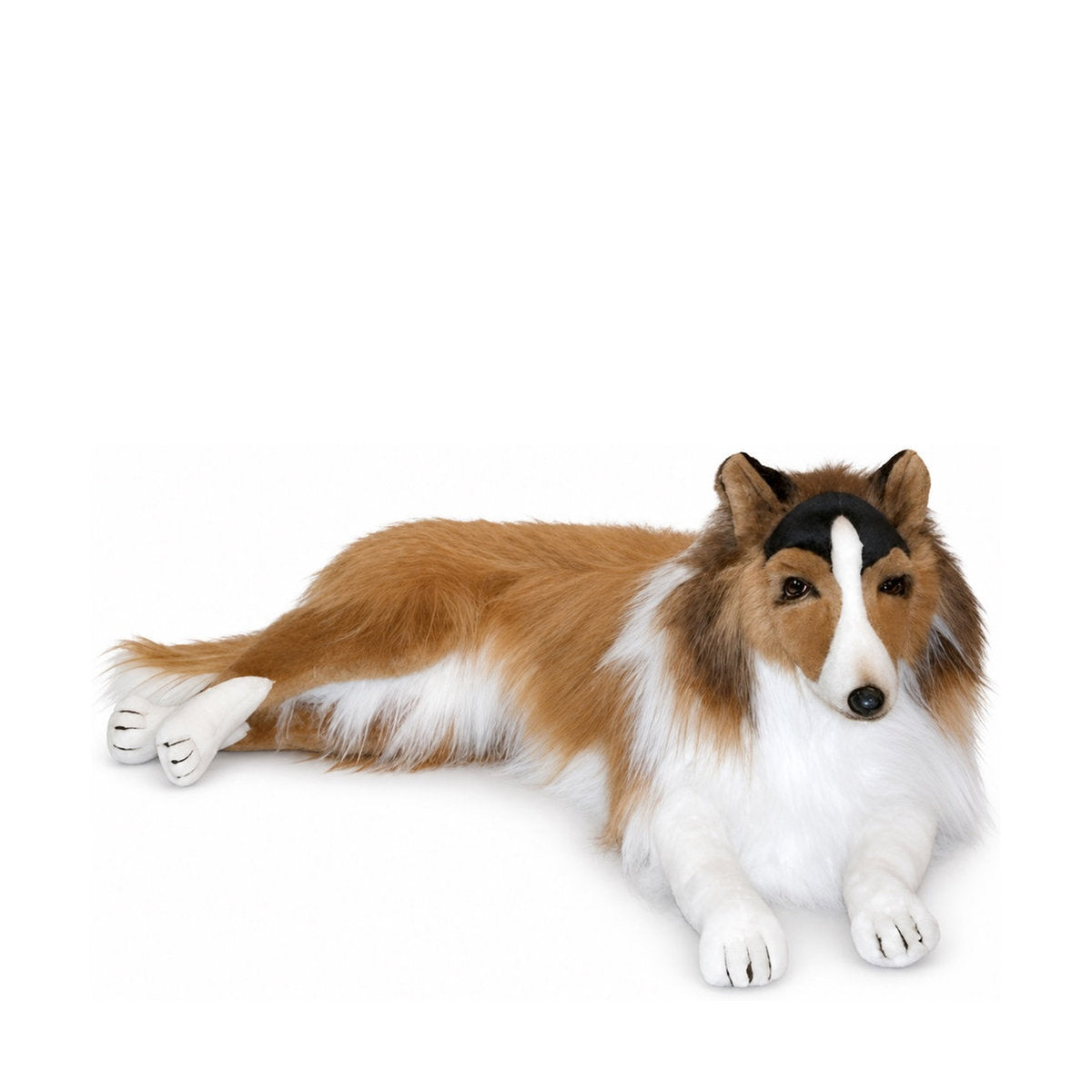 Piutrè Collie