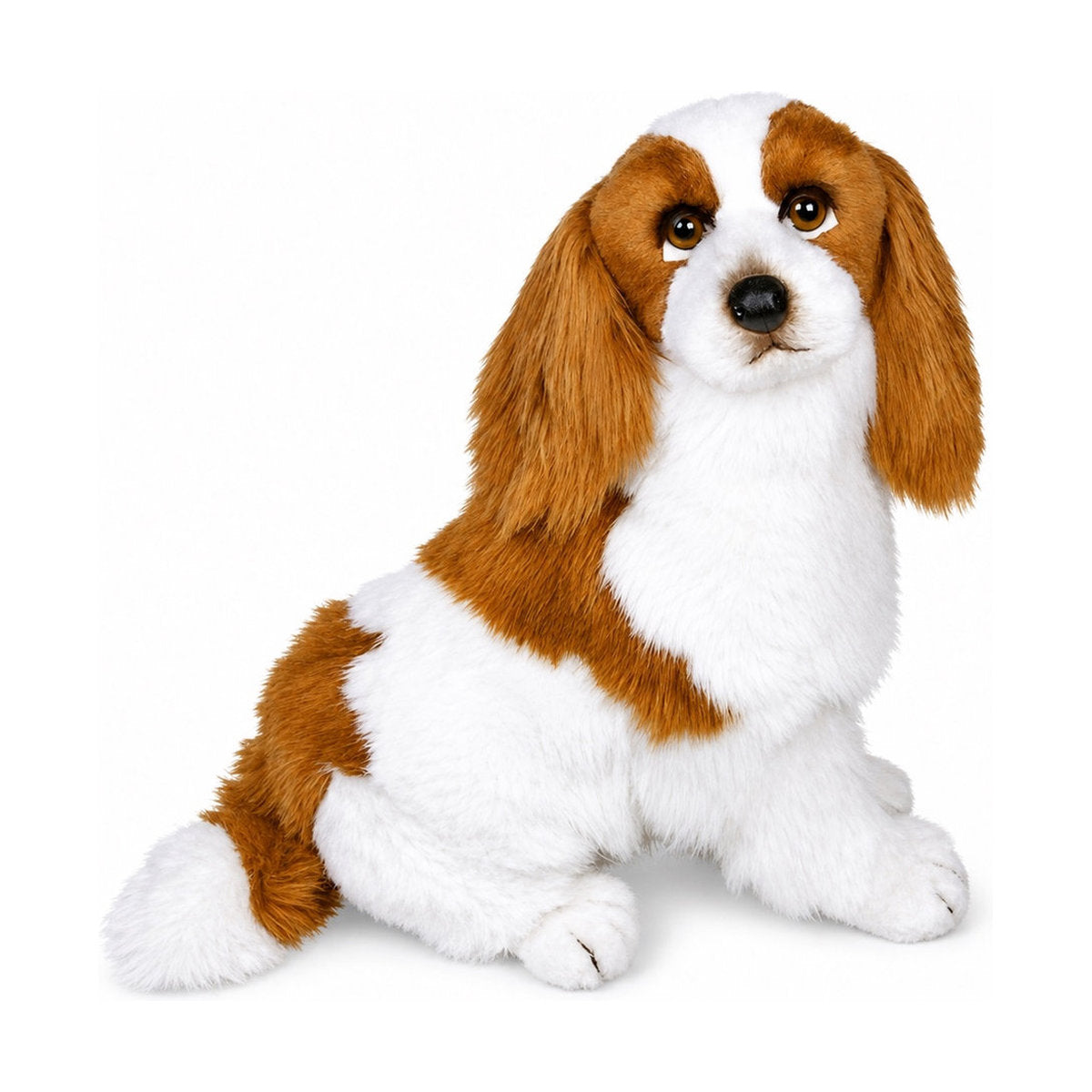 Piutrè Cavalier King Charles spaniel