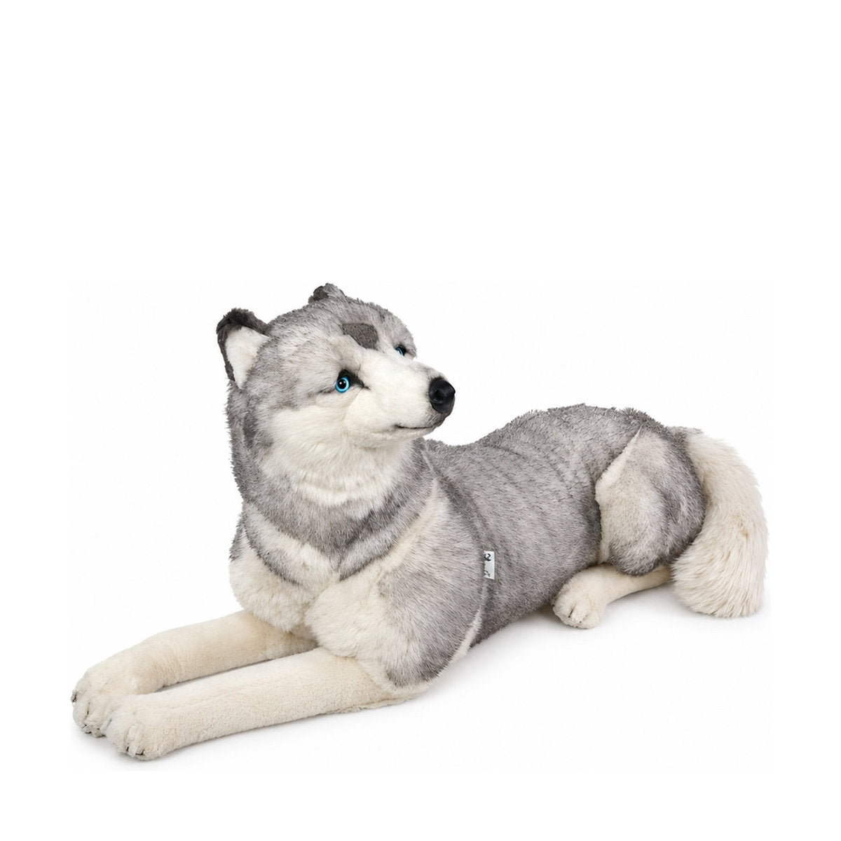 Piutrè Siberian husky
