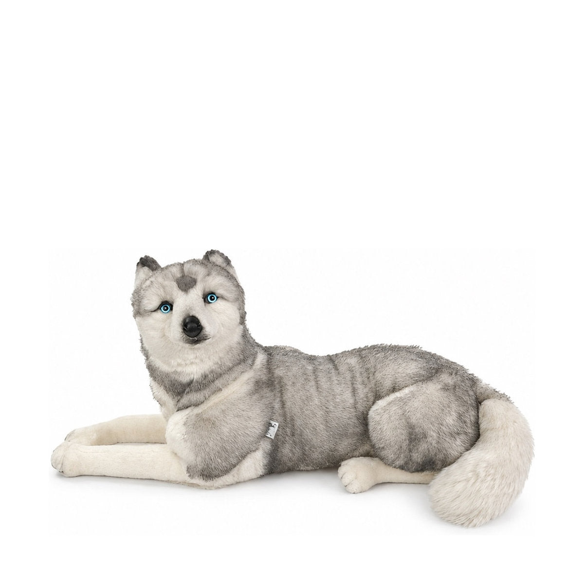 Piutrè Siberian husky