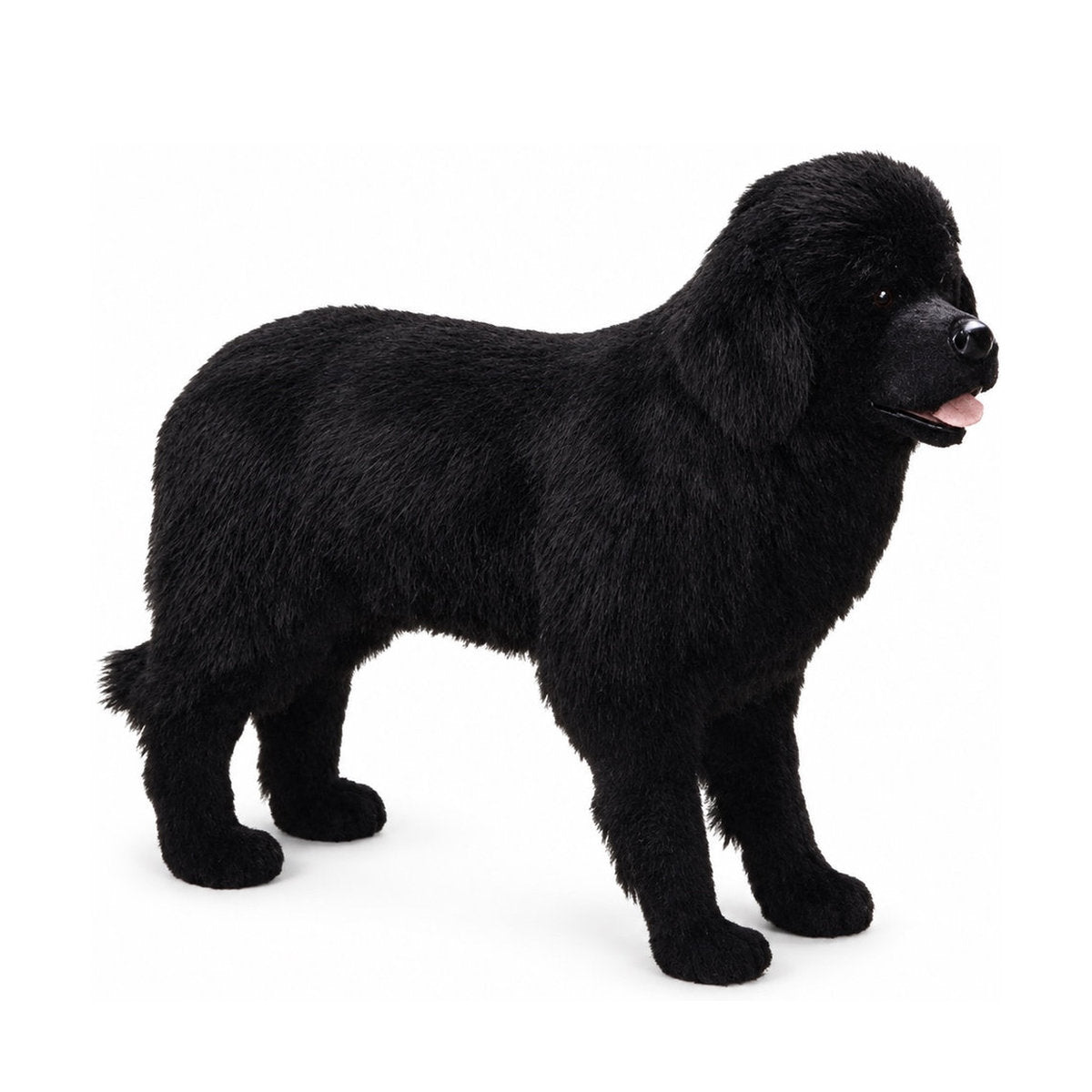 Piutrè Newfoundlandshund