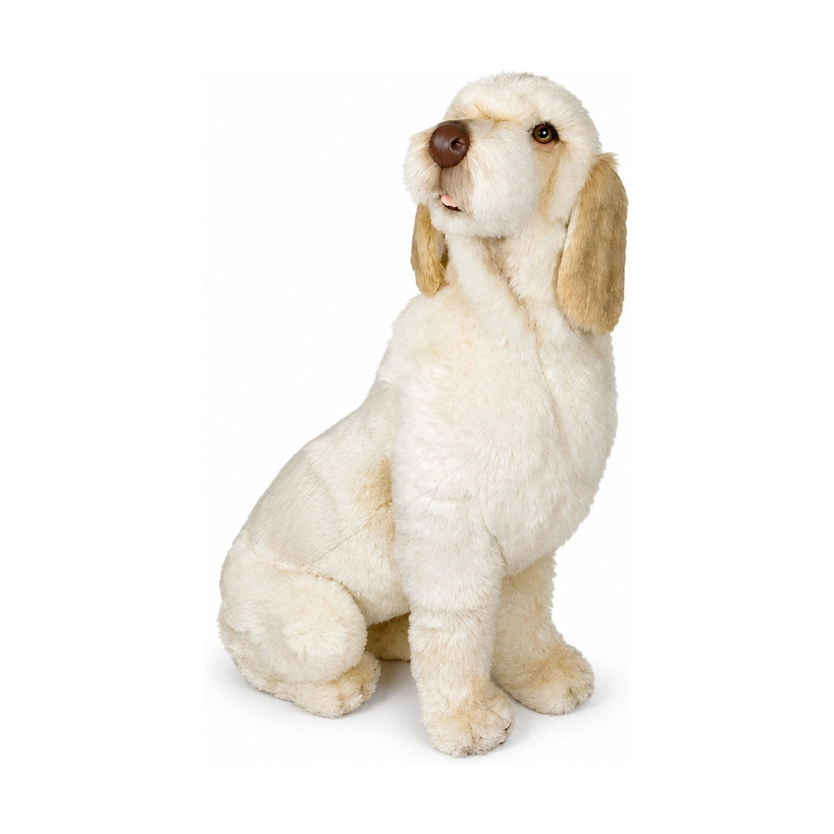 Piutrè Spinone italiano
