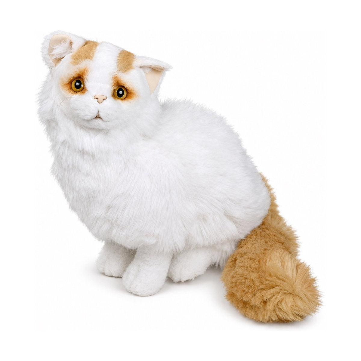 Piutrè Turkisk van-katt vit och röd