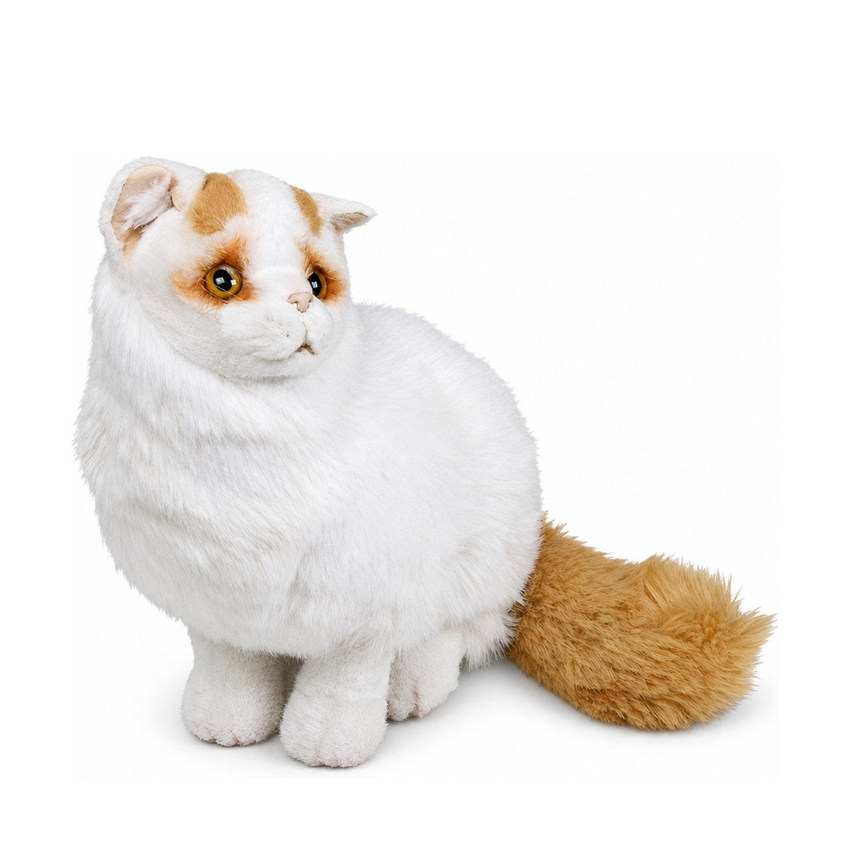 Piutrè Turkisk van-katt vit och röd