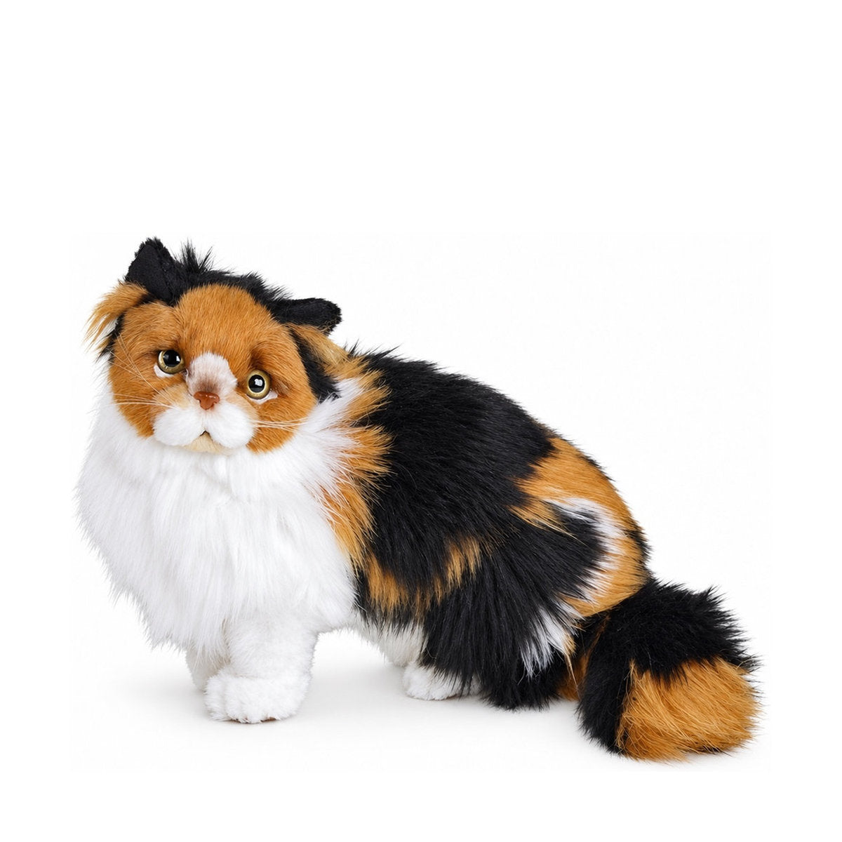 Piutrè Trefärgad katt