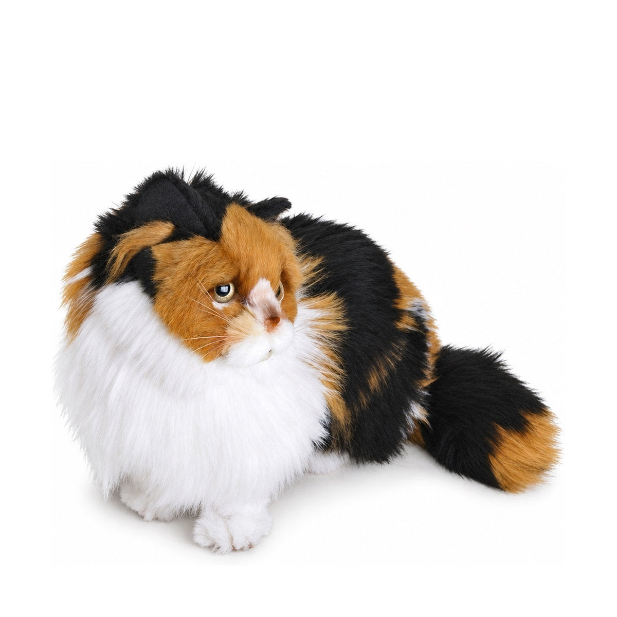 Piutrè Trefärgad katt