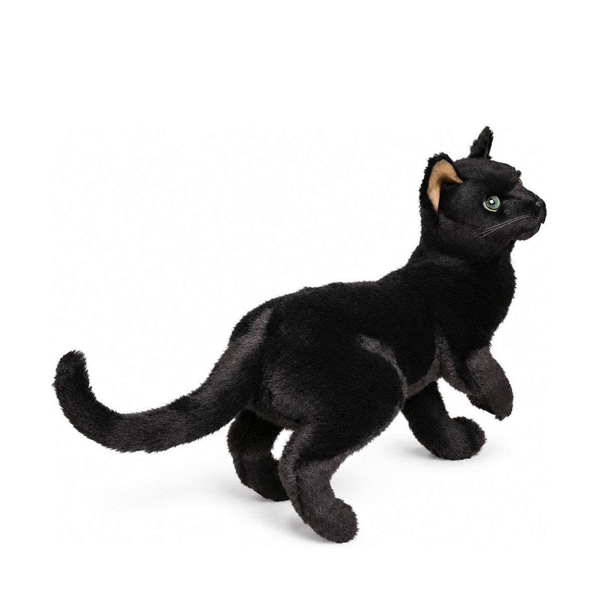Piutrè Rysk blå katt