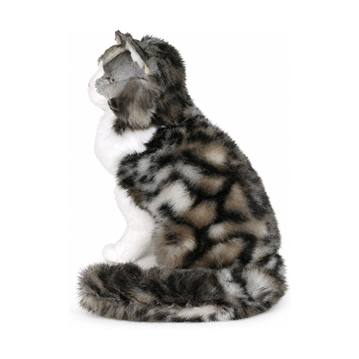 Piutrè Norsk skogkatt