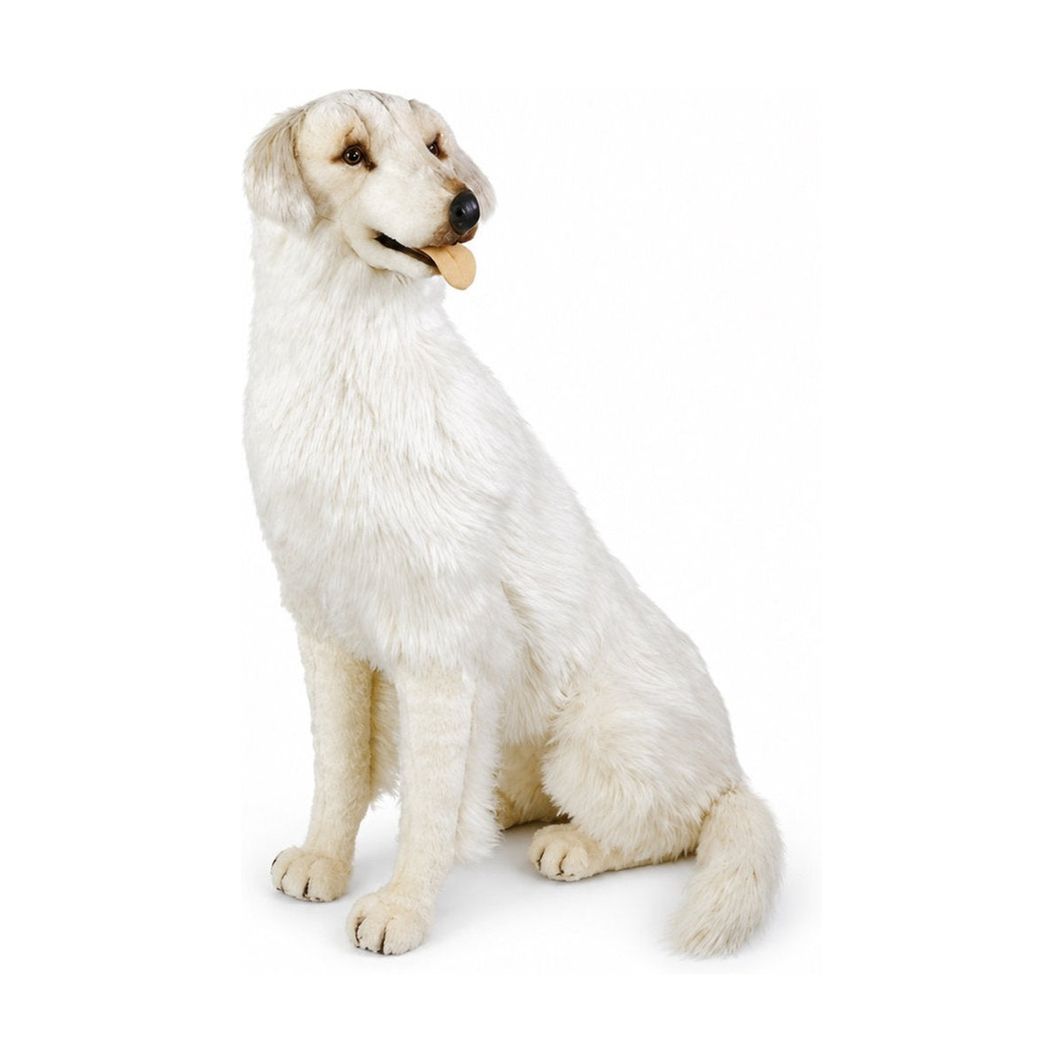 Piutrè Maremmahund