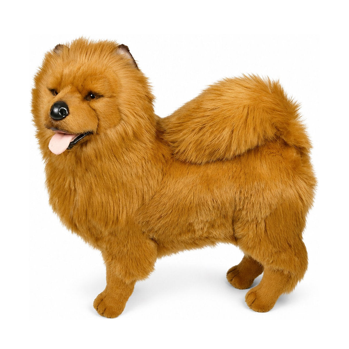 Piutrè Röd chow chow