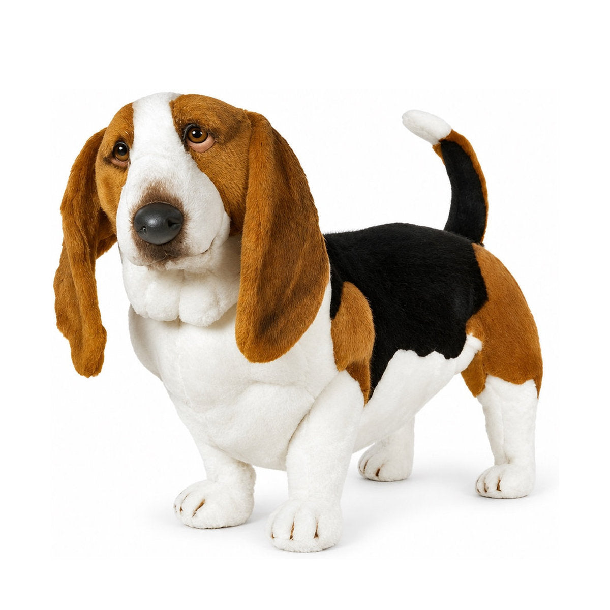 Piutrè Basset hound