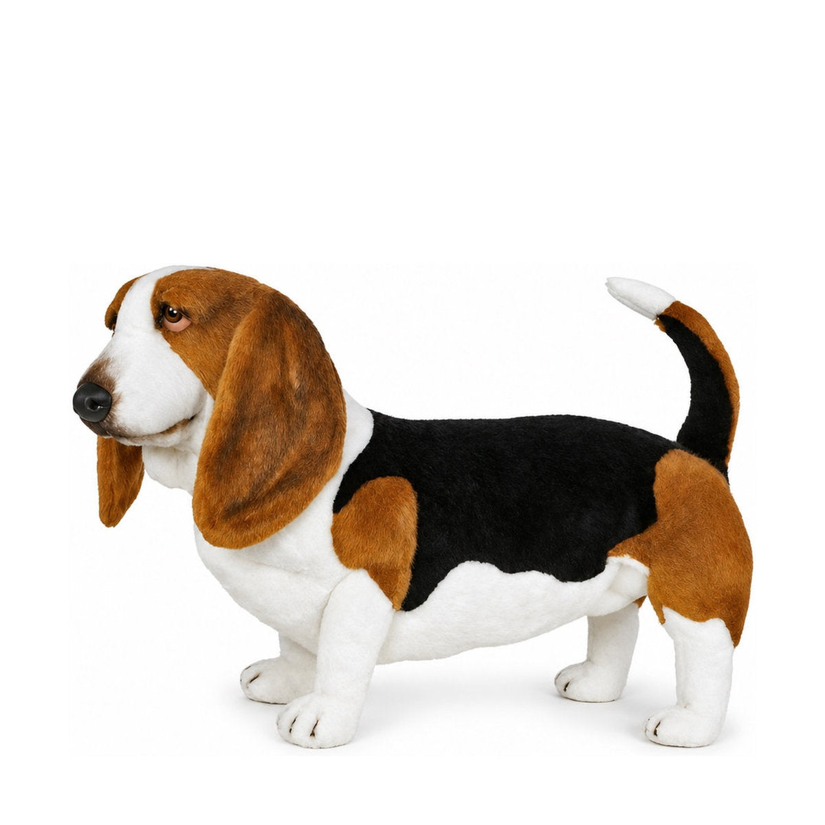 Piutrè Basset hound