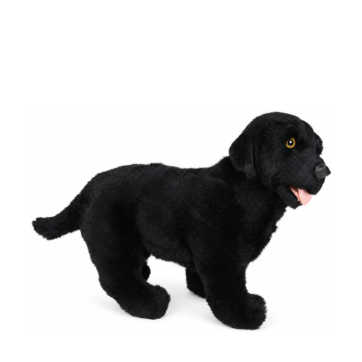 Piutrè Svart labrador retriever