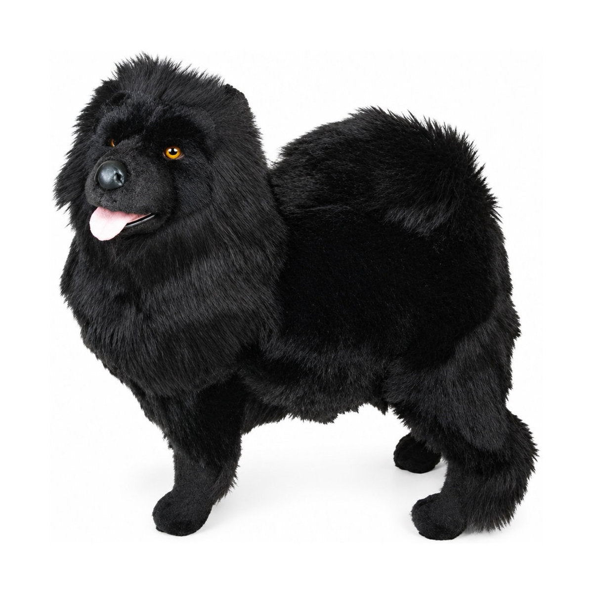 Piutrè Svart chow chow
