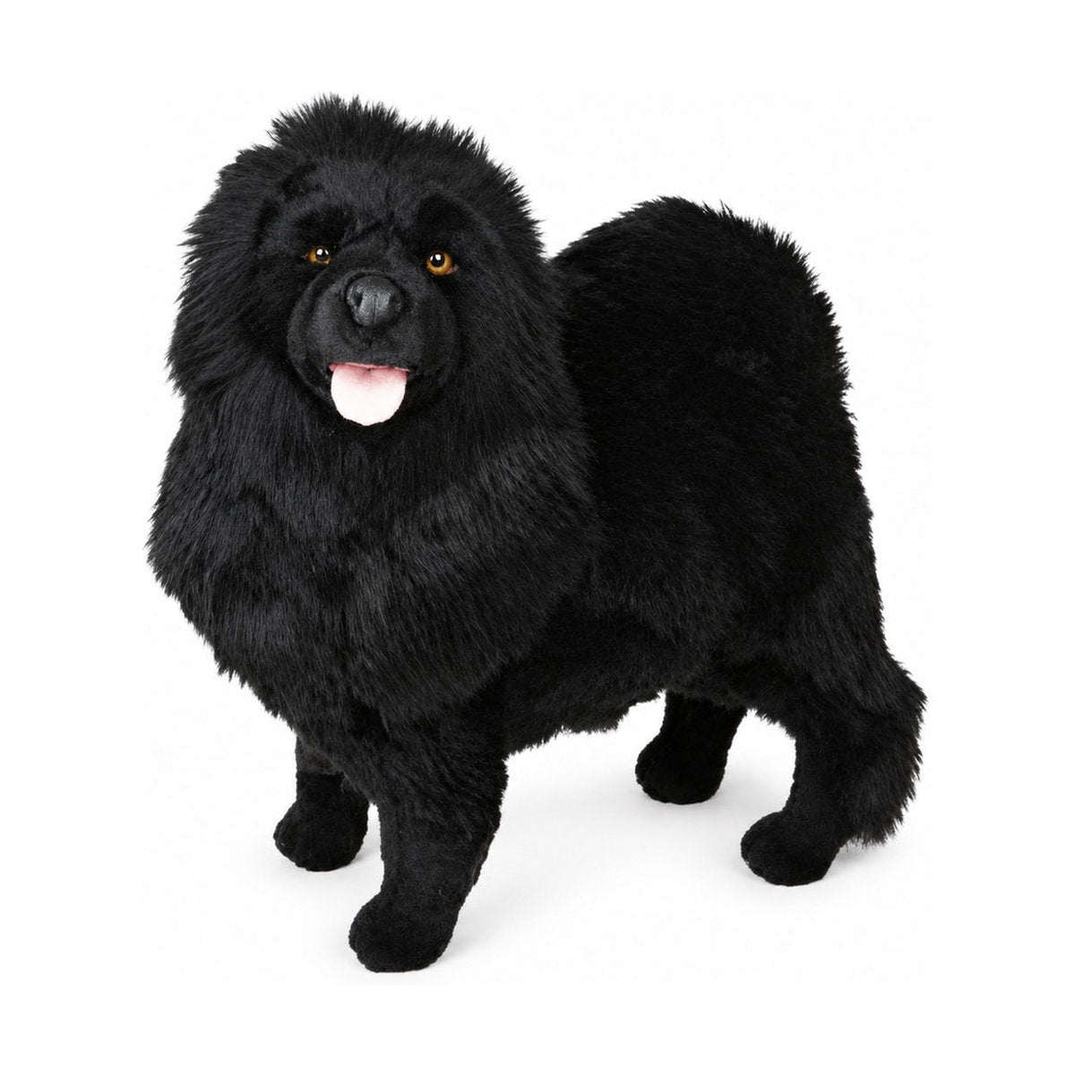 Piutrè Svart chow chow