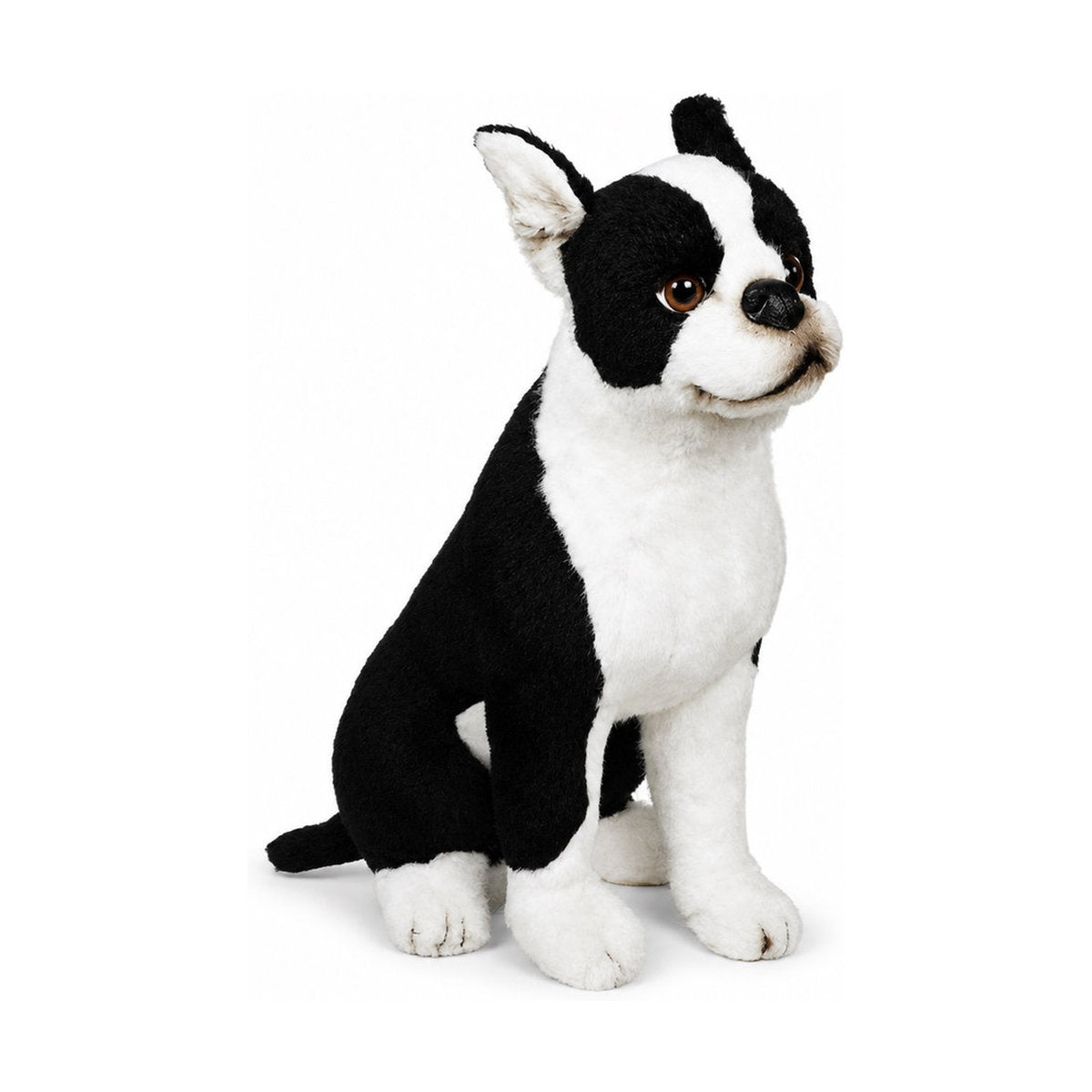 Piutrè Bostonterrier