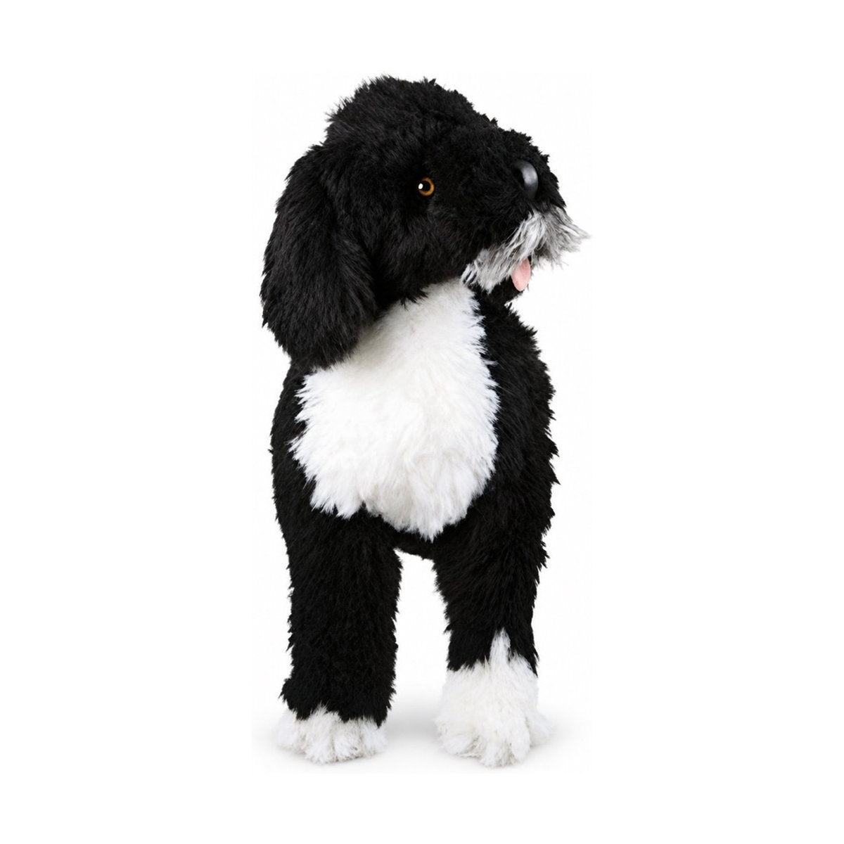 Piutrè Portugisisk vattenhund