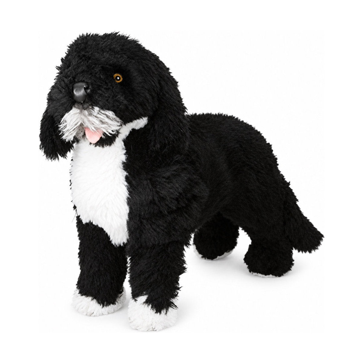 Piutrè Portugisisk vattenhund